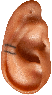 An ear