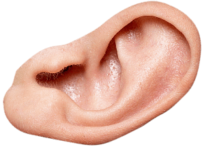 An ear